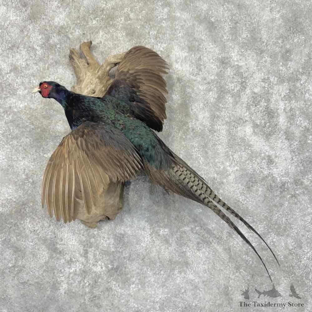 Black Pheasant Bird Mount For Sale #32184 @ The Taxidermy Store