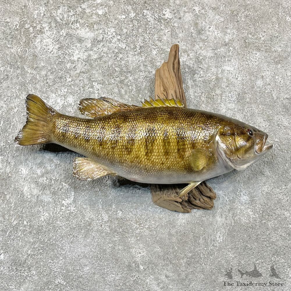 Smallmouth Bass Fish Mount For Sale #27818 @ The Taxidermy Store