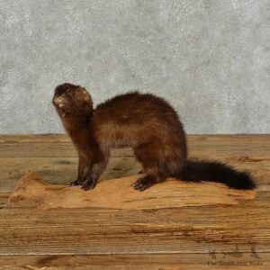 Mink Life-Size Mount For Sale #16845 @ The Taxidermy Store