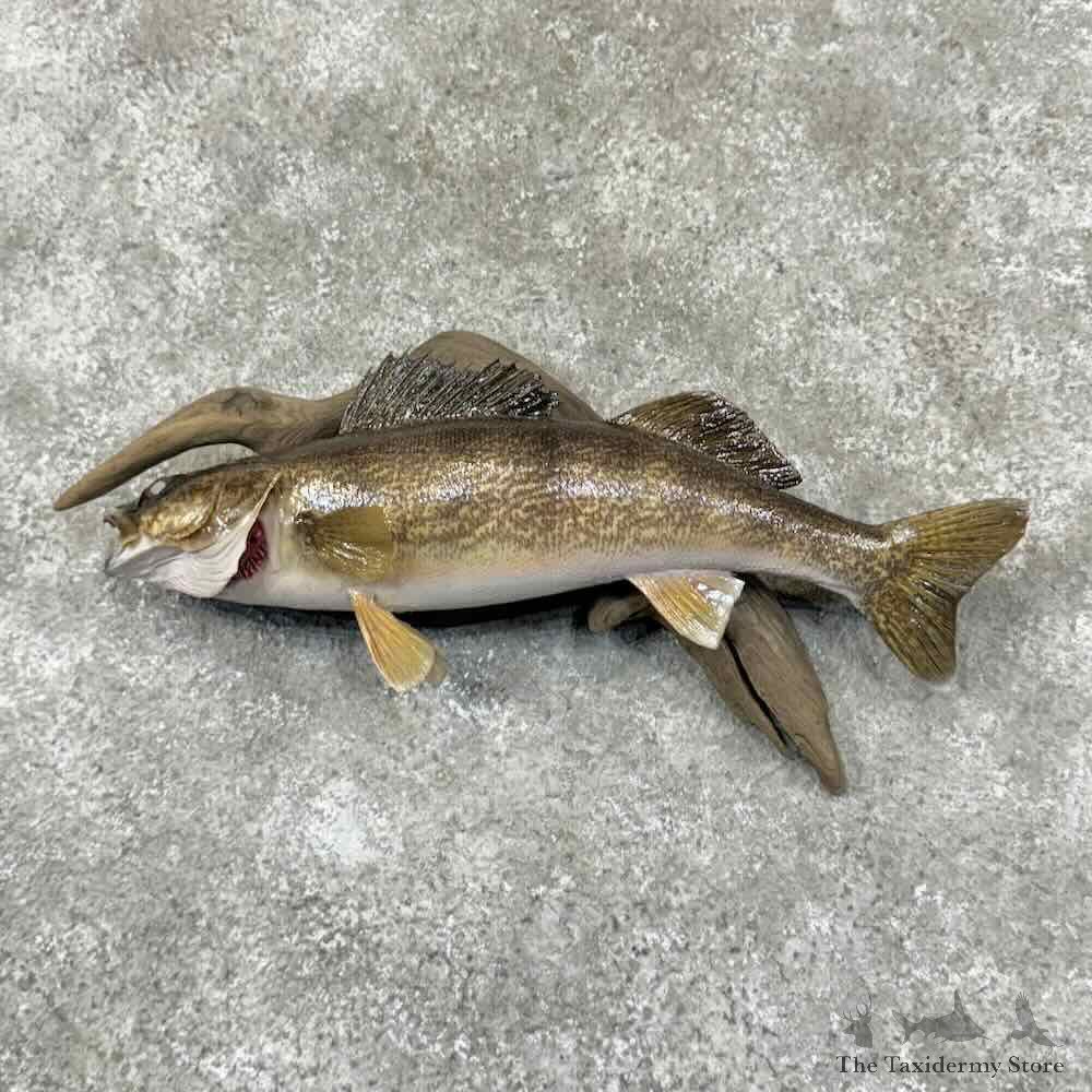 Walleye Fish Mount For Sale #30984 @ The Taxidermy Store