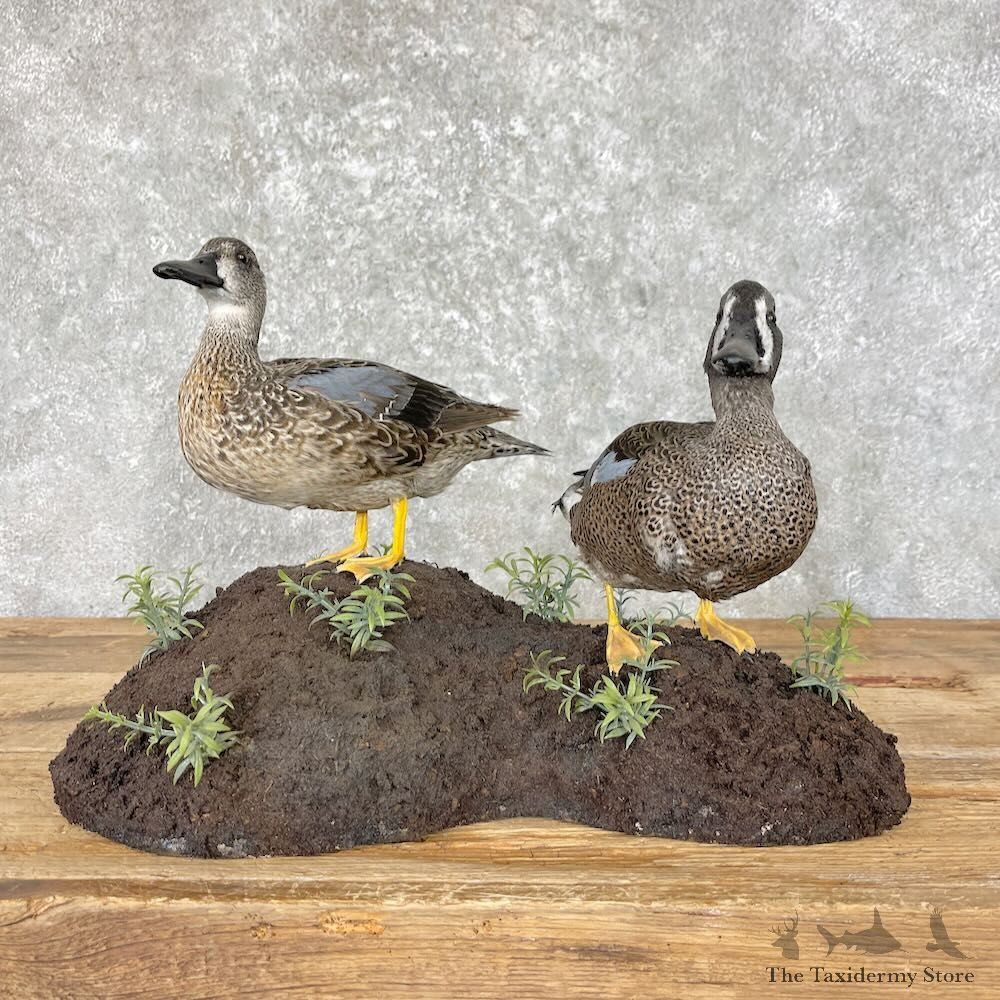 Blue Winged Teal Duck Pair Taxidermy Bird Mount For Sale #27585 @ The Taxidermy Store