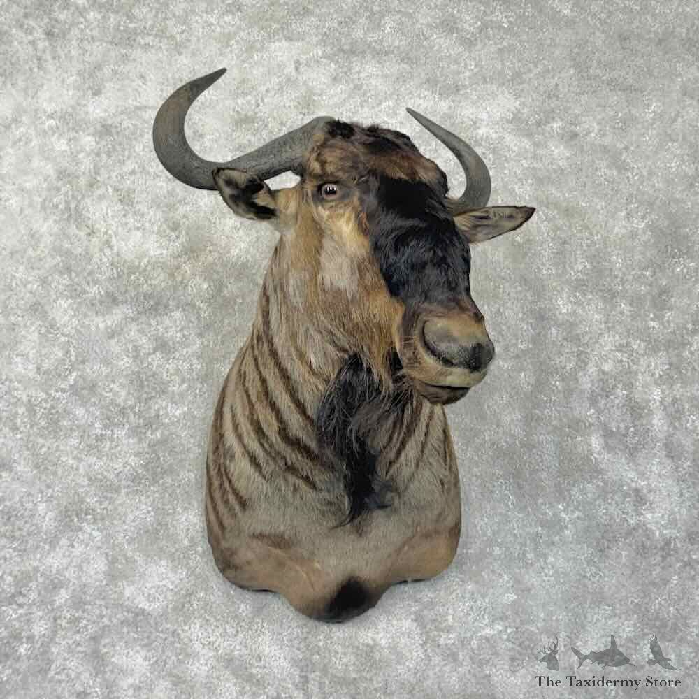Blue Wildebeest Shoulder Mount For Sale #31791 @ The Taxidermy Store