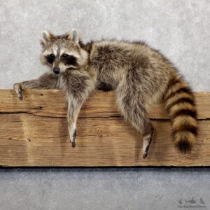 Raccoon Life-Size Mount For Sale #19477 @ The Taxidermy Store