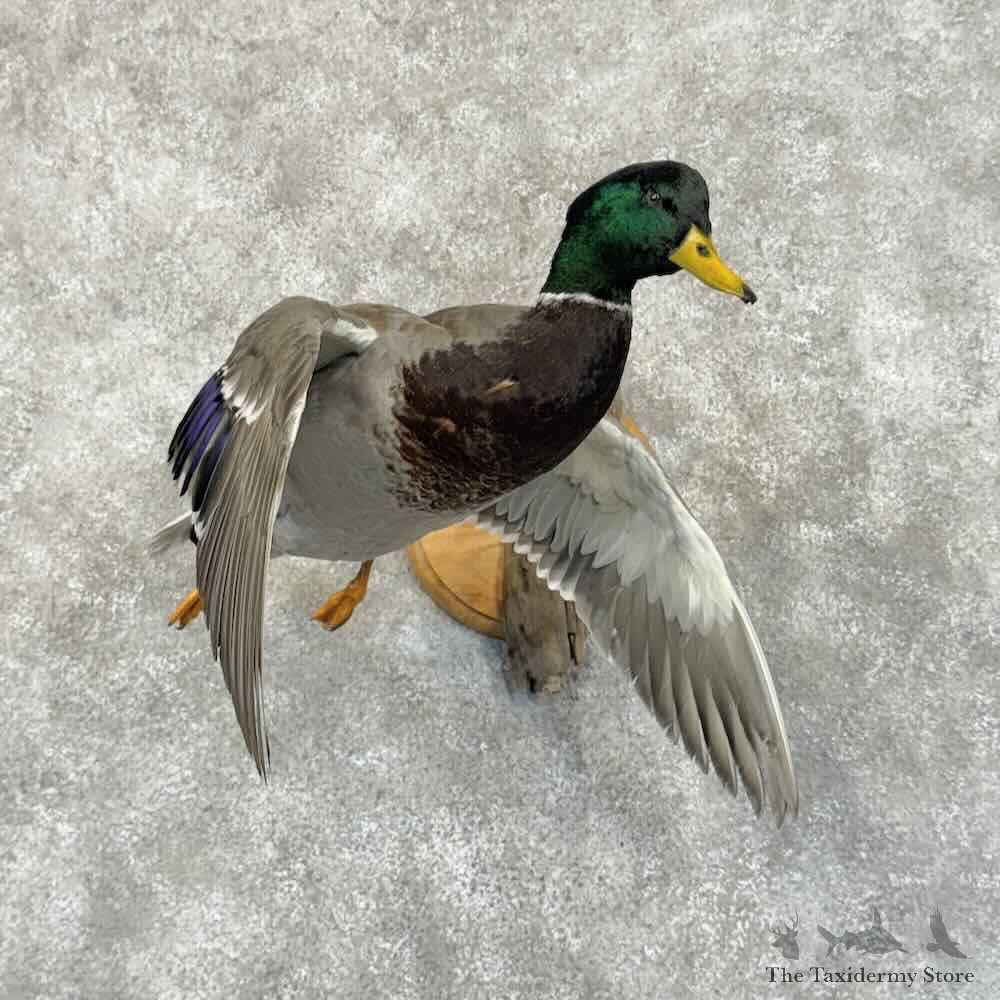Mallard Duck Drake Bird Mount For Sale #31180 @ The Taxidermy Store