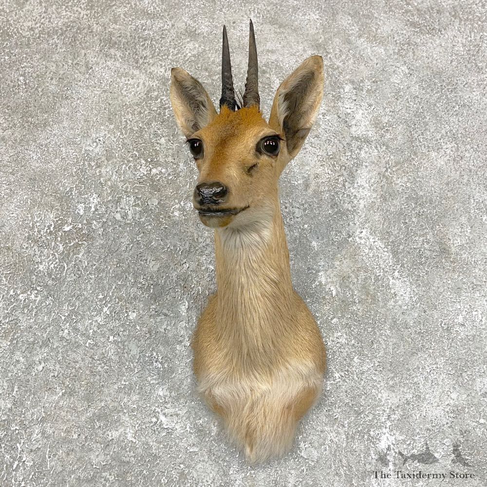 Bush Duiker Shoulder Mount For Sale #28918 @ The Taxidermy Store