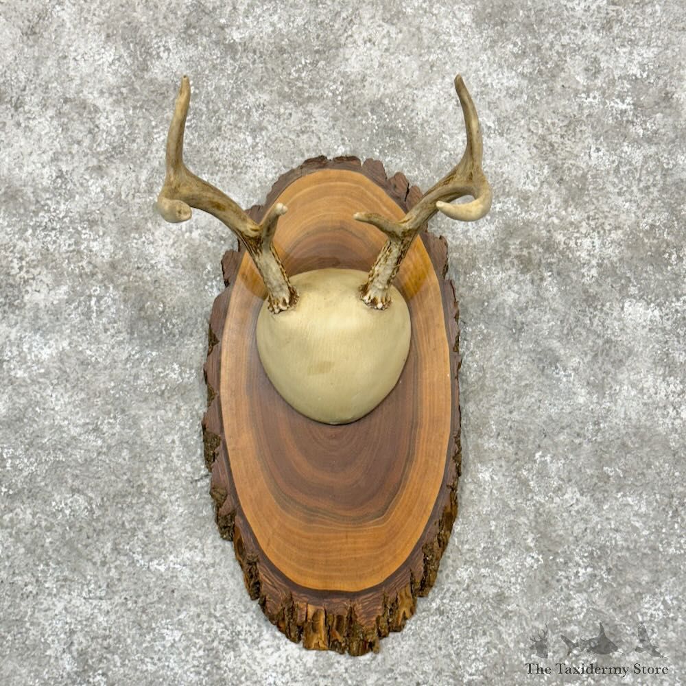 Whitetail Deer Antler Plaque Mount For Sale #28993 @ The Taxidermy Store
