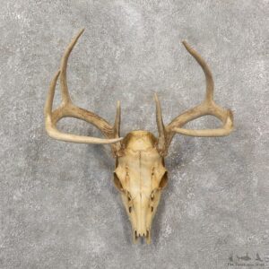 Whitetail Deer Skull European Mount For Sale #19258 @ The Taxidermy Store