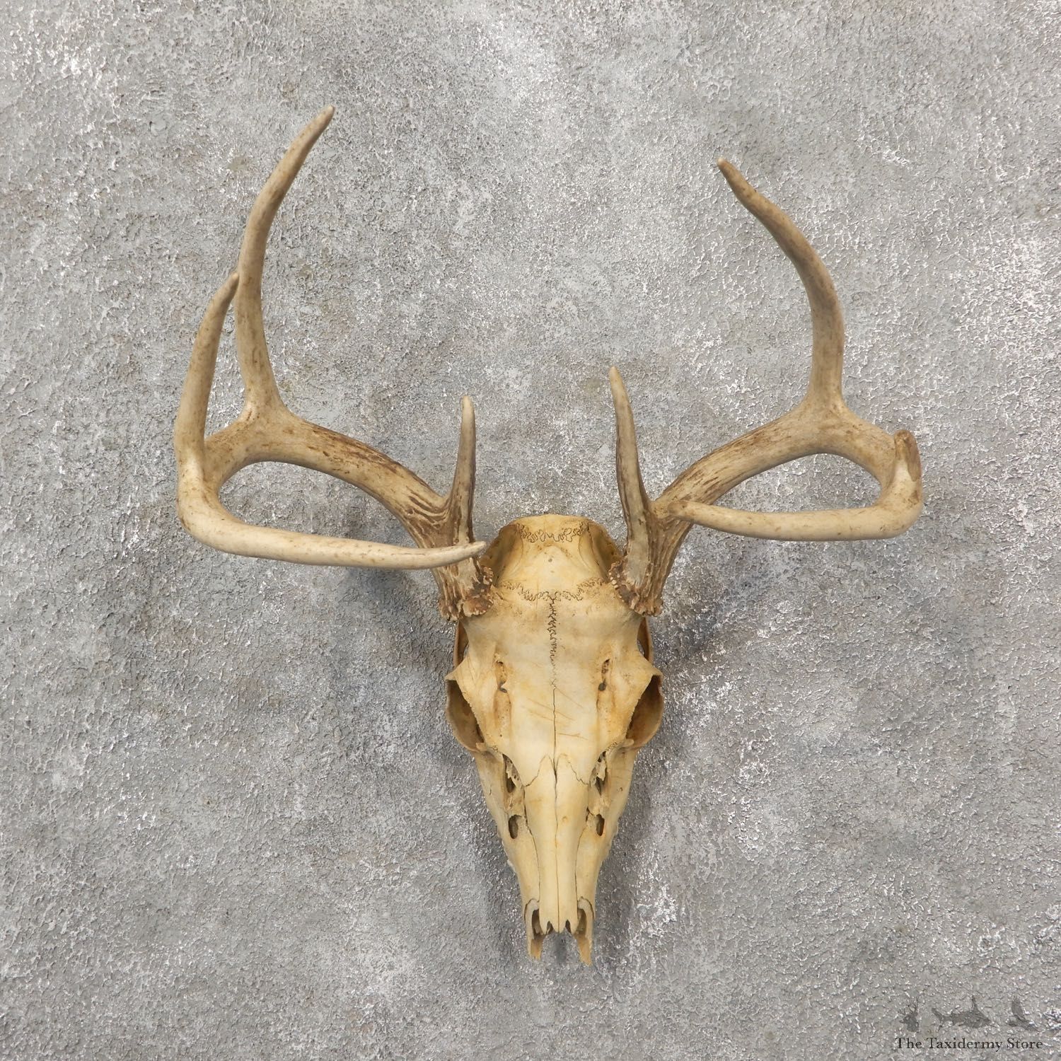Whitetail Deer Skull European Mount For Sale #19258 @ The Taxidermy Store