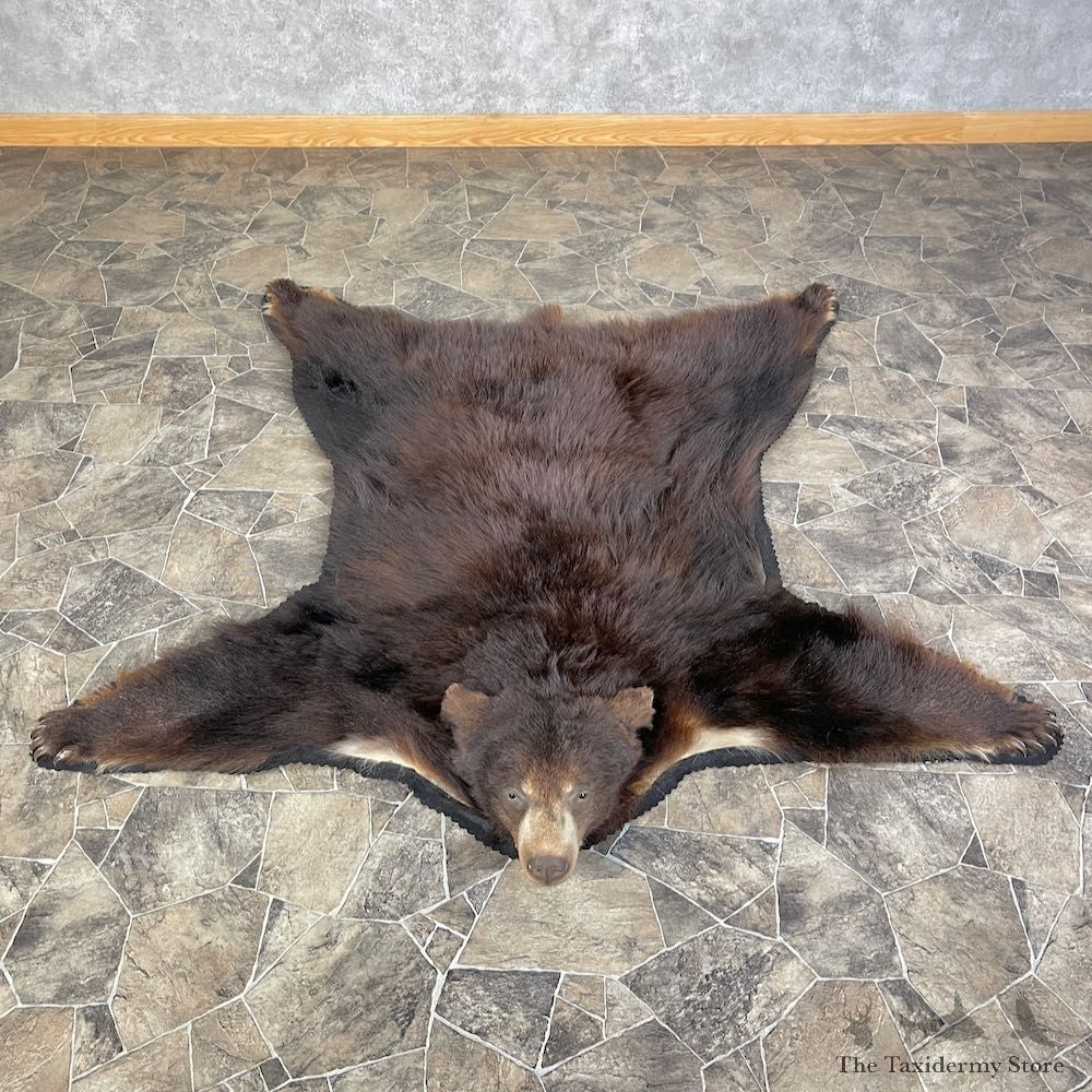 Chocolate Phase Black Bear Full-Size Rug For Sale #25585 @ The Taxidermy Store