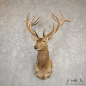 Red Stag Shoulder Mount For Sale #20295 @ The Taxidermy Store