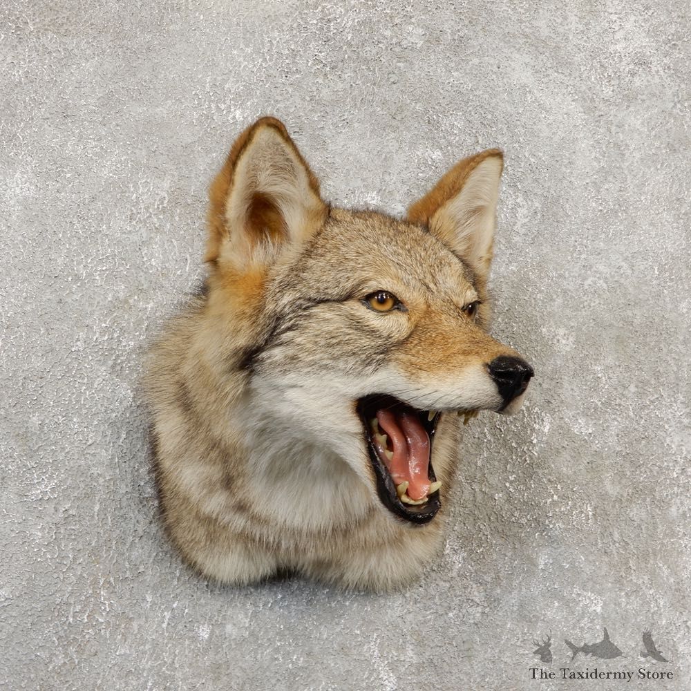 Coyote Shoulder Mount For Sale #20289 @ The Taxidermy Store