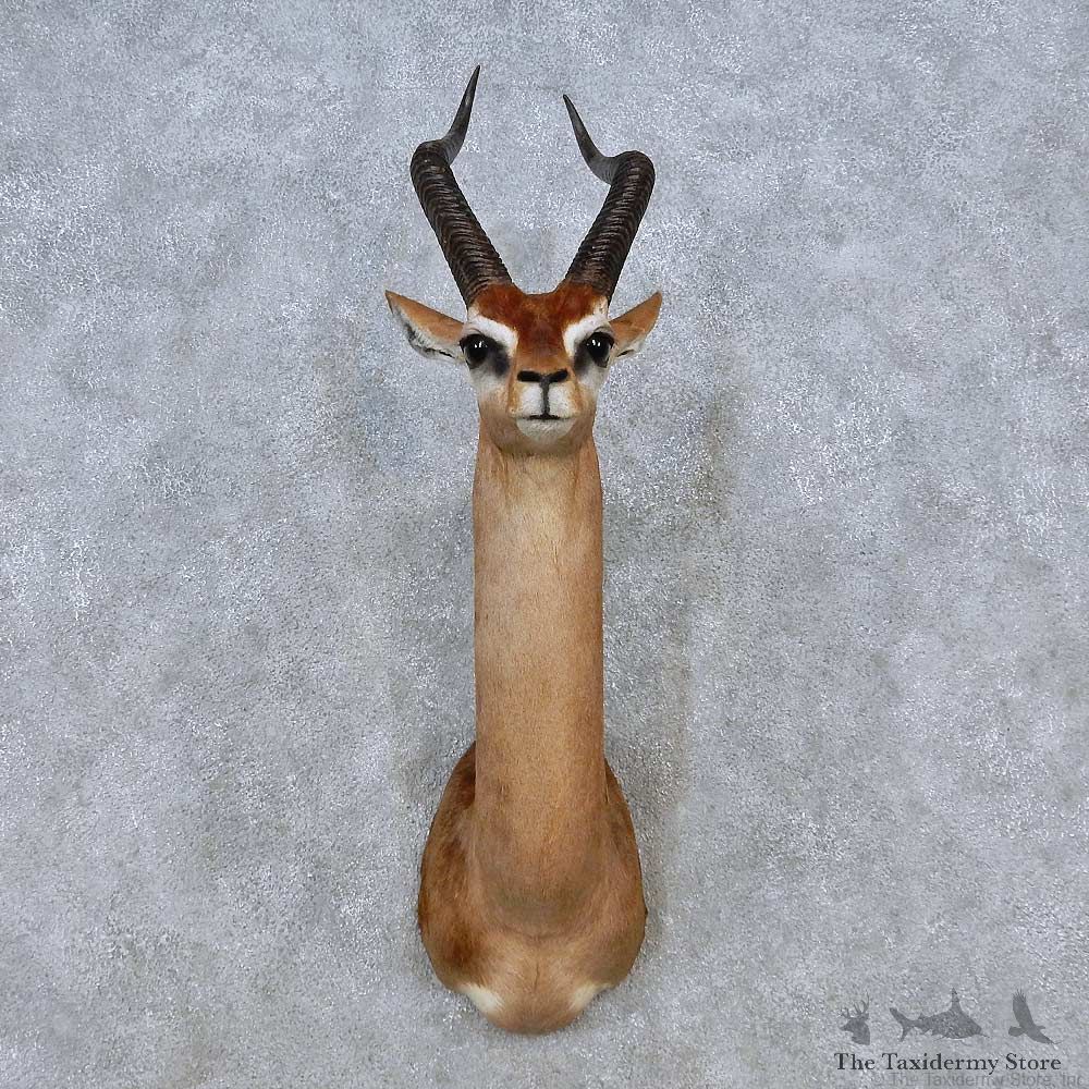 African Gerenuk Shoulder Mount For Sale #14572 @ The Taxidermy Store