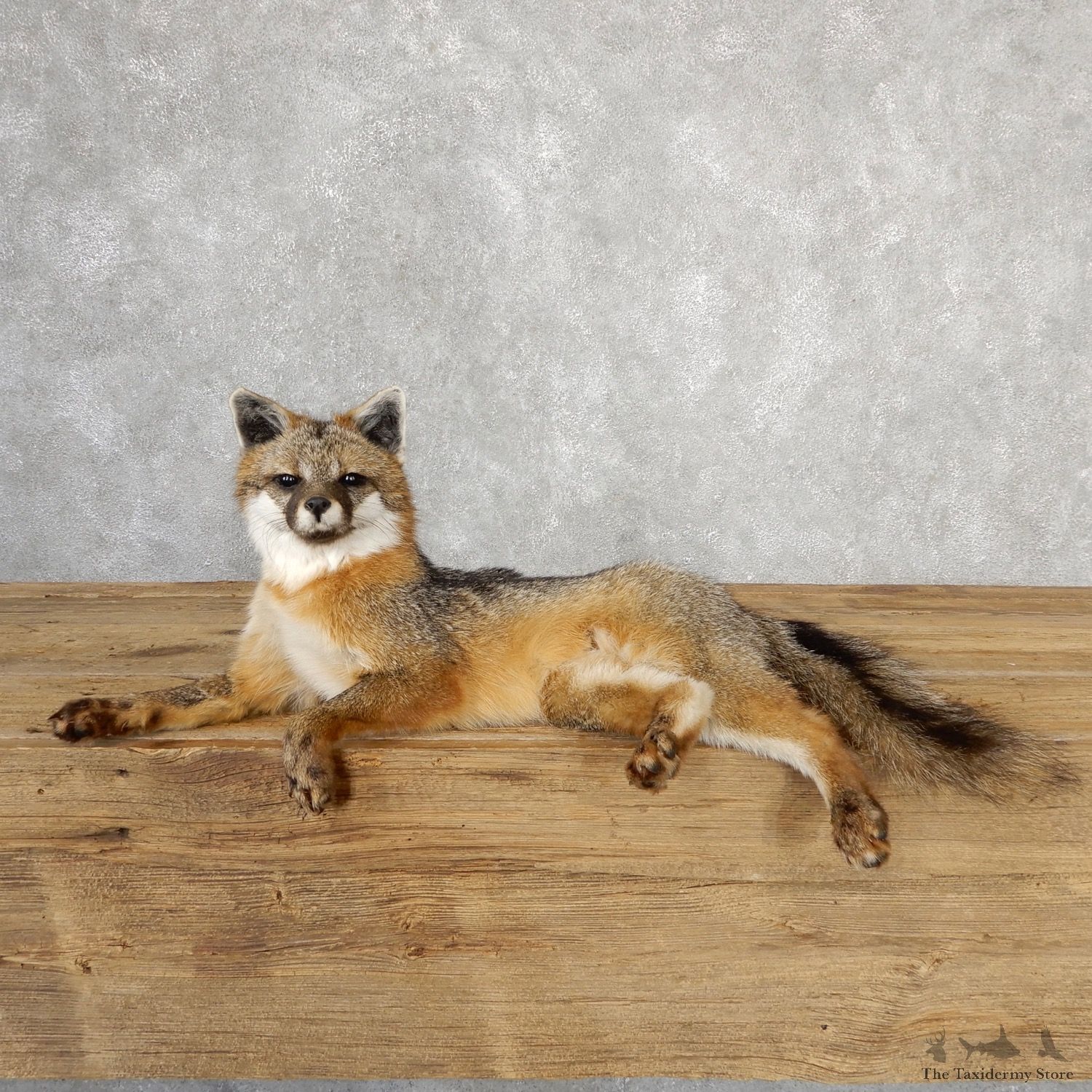 Grey Fox Life-Size Mount For Sale #19046 @ The Taxidermy Store
