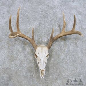 Whitetail Deer Skull Antler European Mount For Sale #14280 @ The Taxidermy Store