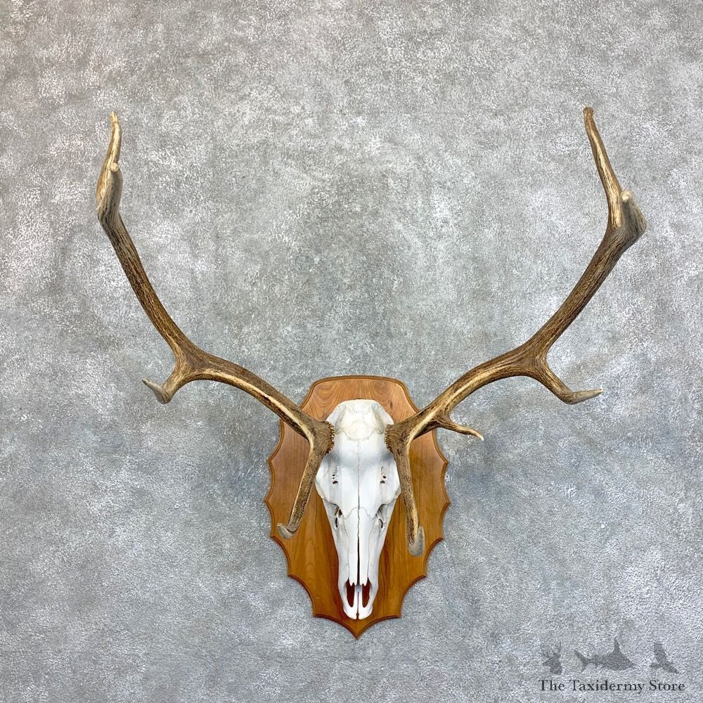 Rocky Mountain Elk Plaque Mount For Sale #22731 @ The Taxidermy Store