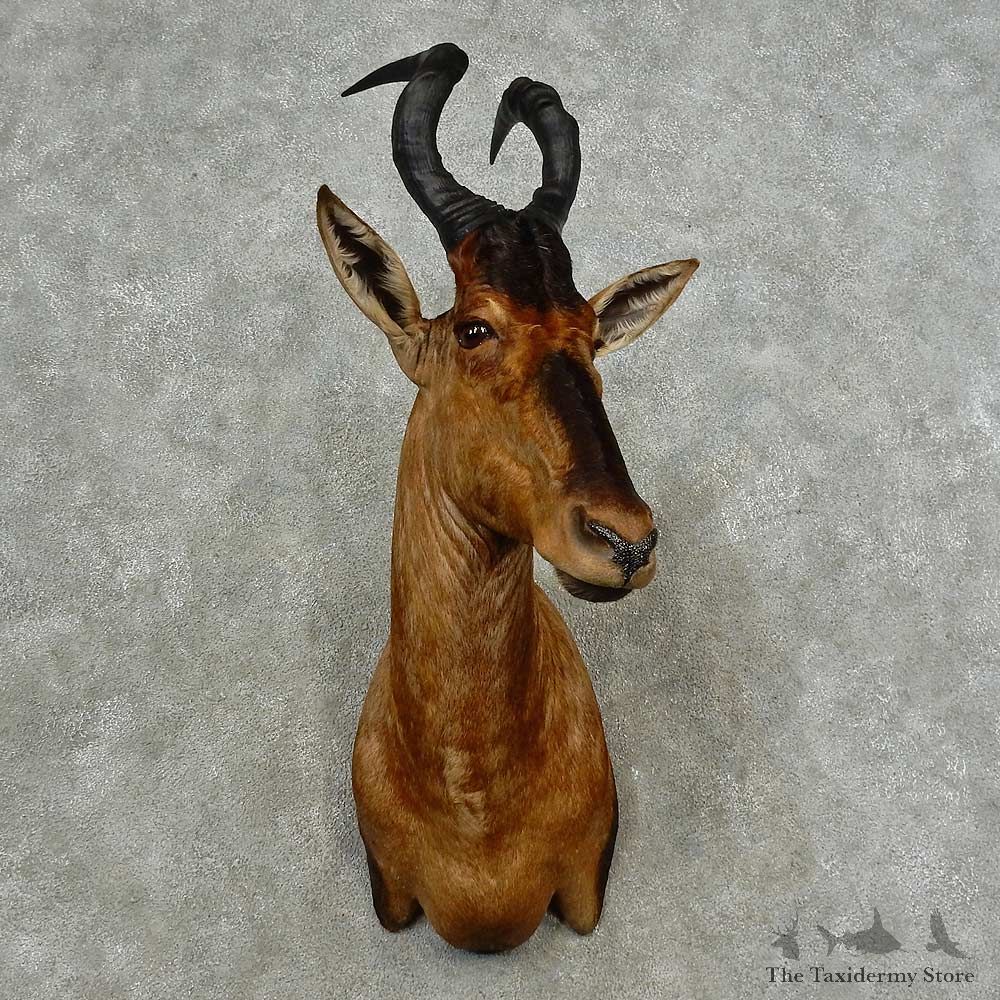 Red Hartebeest Shoulder Mount For Sale #16783 @ The Taxidermy Store