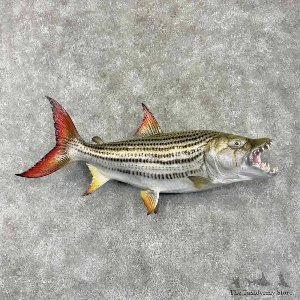 African Tigerfish Mount For Sale #31712 @ The Taxidermy Store