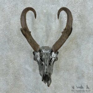 Pronghorn Skull & Horns European Mount #13585 For Sale @ The Taxidermy Store