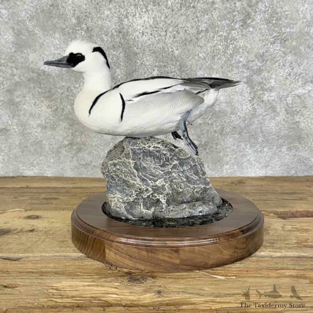 Smew Duck Bird Mount For Sale #31086 @ The Taxidermy Store