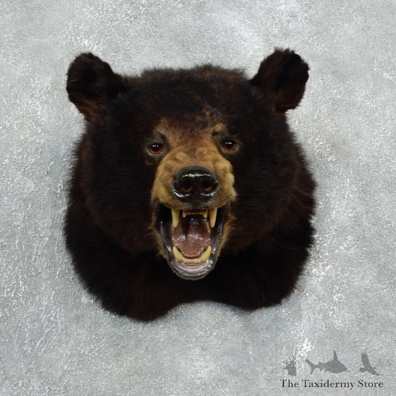 Black Bear Shoulder Mount For Sale #17996 @ The Taxidermy Store