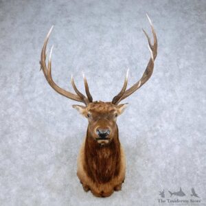 Rocky Mountain Elk Shoulder Mount For Sale #14324 @ The Taxidermy Store