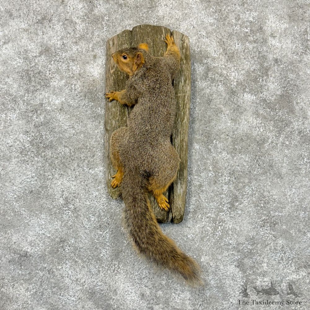 Fox Squirrel Life-Size Mount For Sale #29703 @ The Taxidermy Store