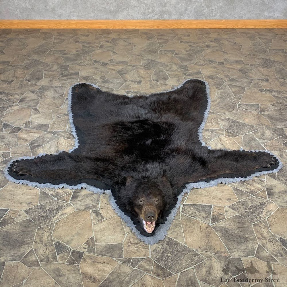 Black Bear Full-Size Rug For Sale #22699 @ The Taxidermy Store