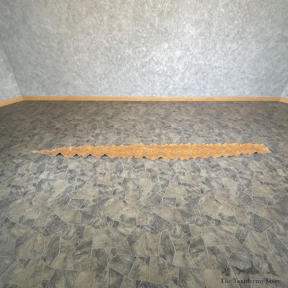 Rock Python Snake Mount For Sale #26283 @ The Taxidermy Store