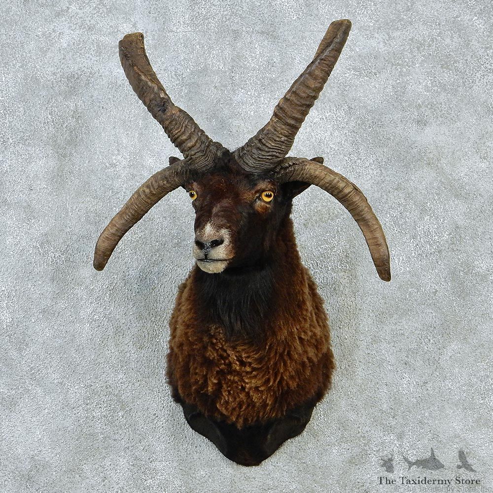 Four-Horn Goat Shoulder Taxidermy Head Mount #12845 For Sale @ The Taxidermy Store