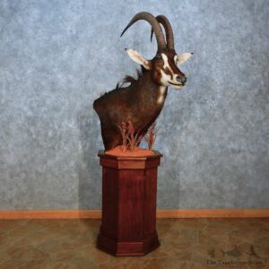 Whitetail Deer Shoulder Mount For Sale #15539 @ The Taxidermy Store