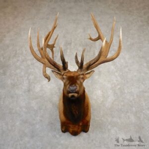 Rocky Mountain Elk Shoulder Mount For Sale #20375 @ The Taxidermy Store