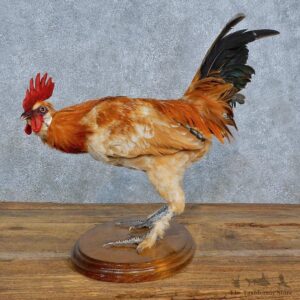 Mille Fleur Chicken Mount For Sale #15404 @ The Taxidermy Store