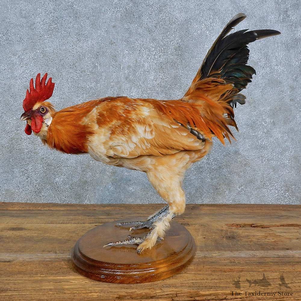 Mille Fleur Chicken Mount For Sale #15404 @ The Taxidermy Store