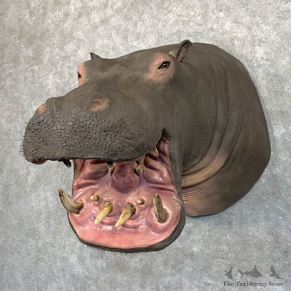 Hippopotamus Shoulder Mount For Sale #22780 @ The Taxidermy Store