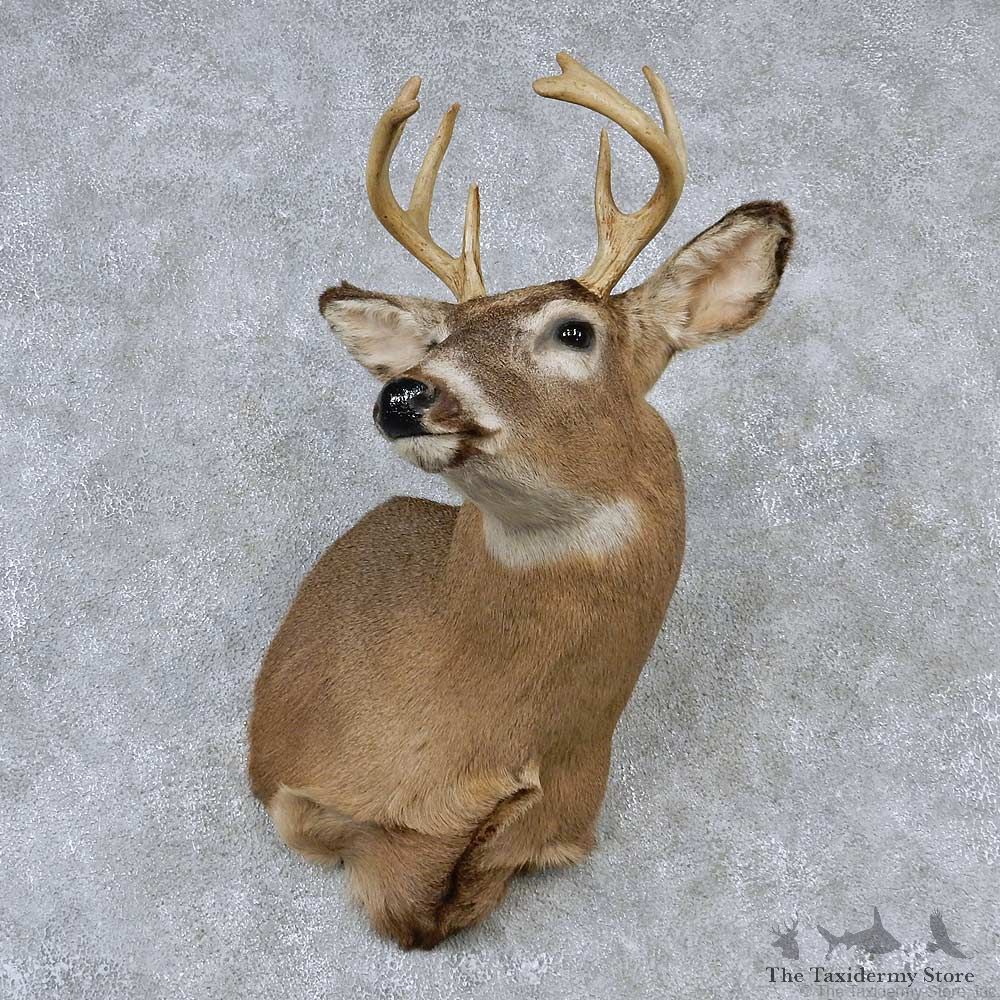 Whitetail Deer Taxidermy Shoulder Mount #13166 For Sale @ The Taxidermy Store
