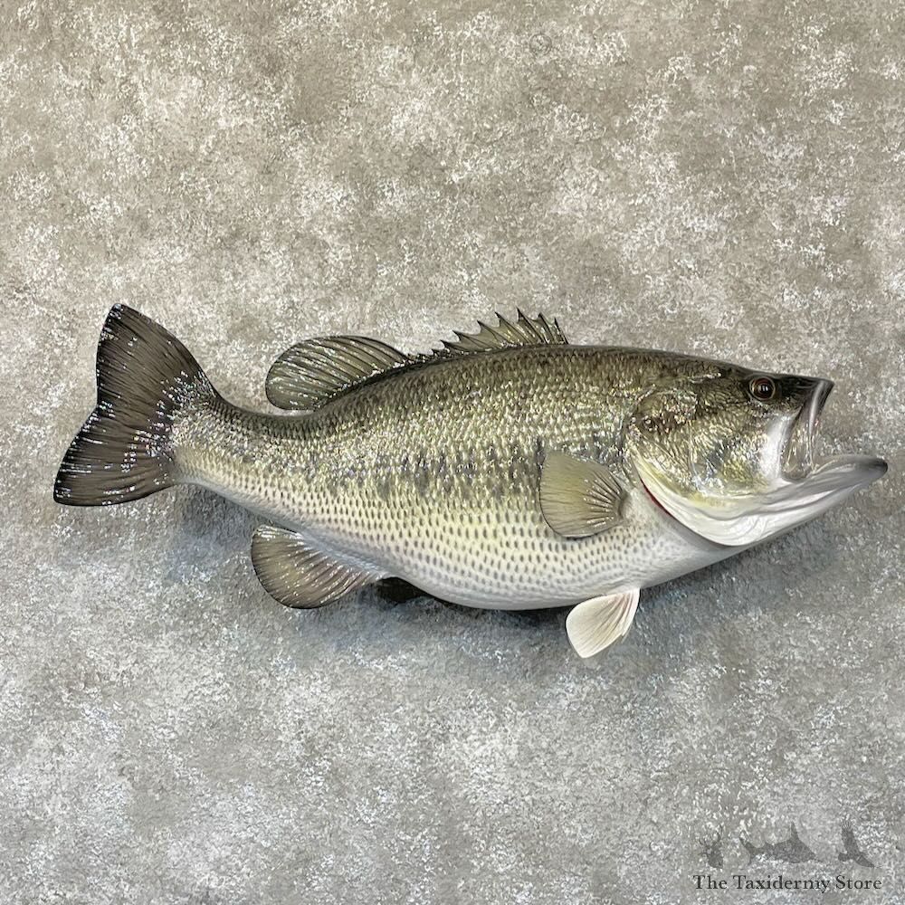 Largemouth Bass Fish Mount For Sale #28286 @ The Taxidermy Store
