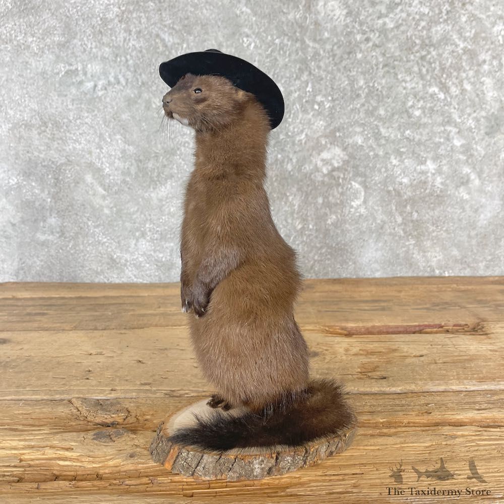 Cowboy Mink Novelty Mount For Sale #27124 @ The Taxidermy Store
