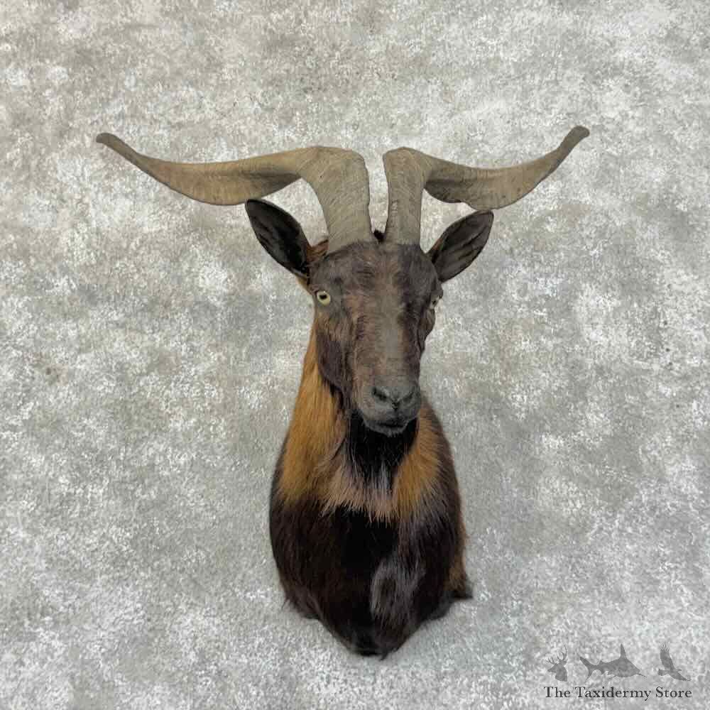 Balearean Goat Shoulder Mount For Sale #31458 @ The Taxidermy Store