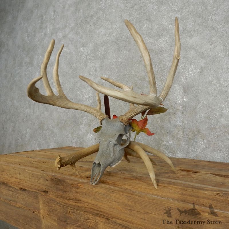 Whitetail Deer Skull European Mount For Sale #17392 @ The Taxidermy Store