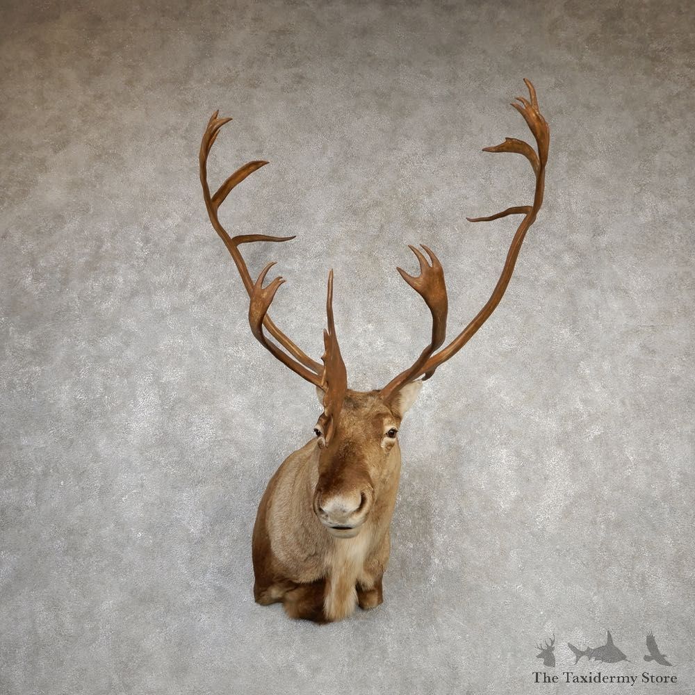 Central Canada Barren Ground Caribou Shoulder Mount For Sale #20337 @ The Taxidermy Store