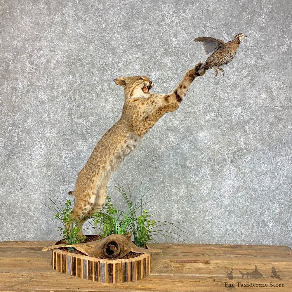 Bobcat With Bobwhite Quail Life-Size Mount For Sale #21429 @ The Taxidermy Store