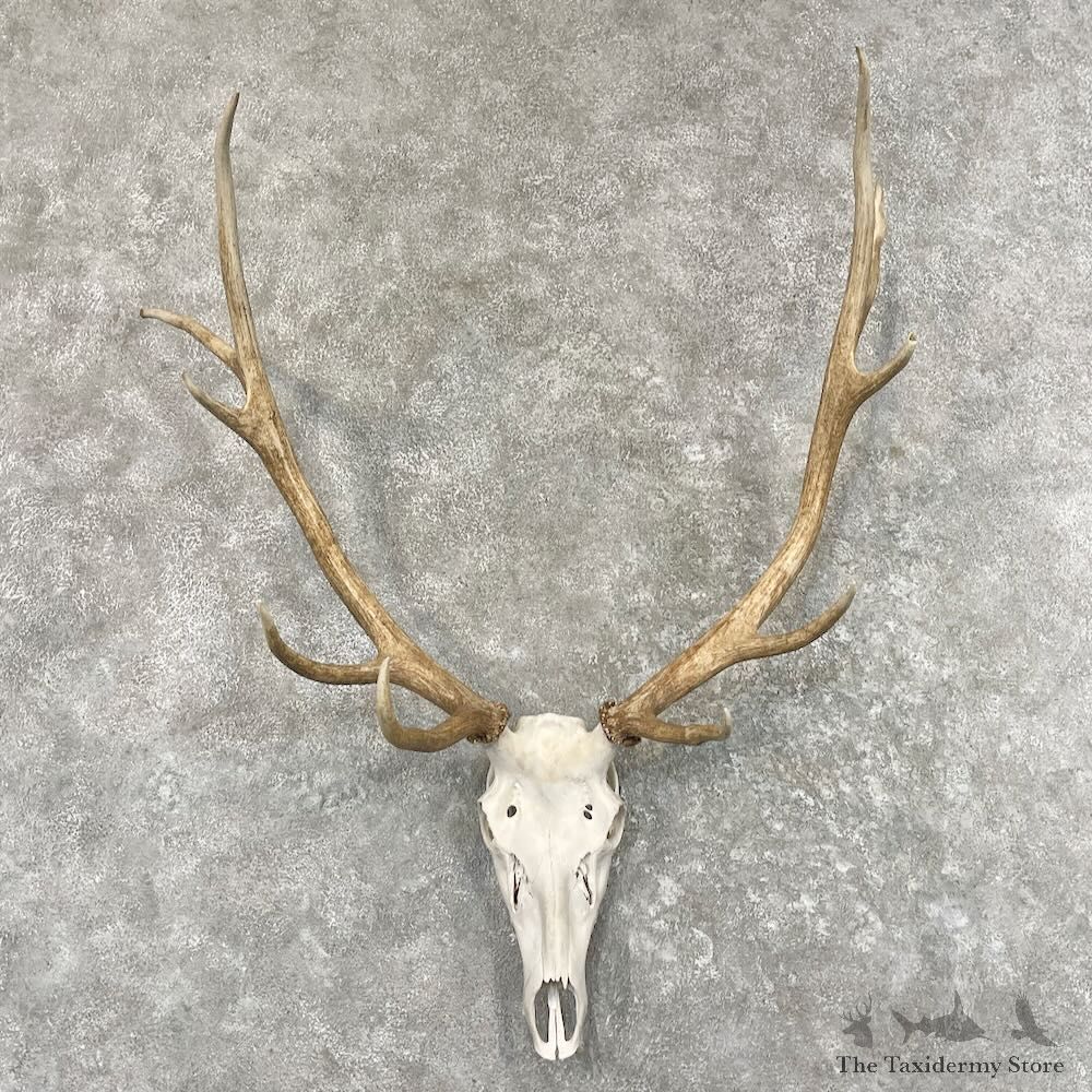 Rocky Mountain Elk Skull European Mount For Sale #27638 @ The Taxidermy Store