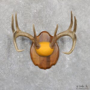 Whitetail Deer Antler Plaque Mount For Sale #19515 @ The Taxidermy Store