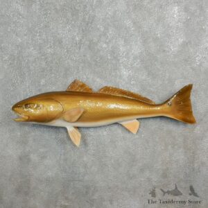Red Fish Taxidermy Fish Mount For Sale - 17777 - The Taxidermy Store