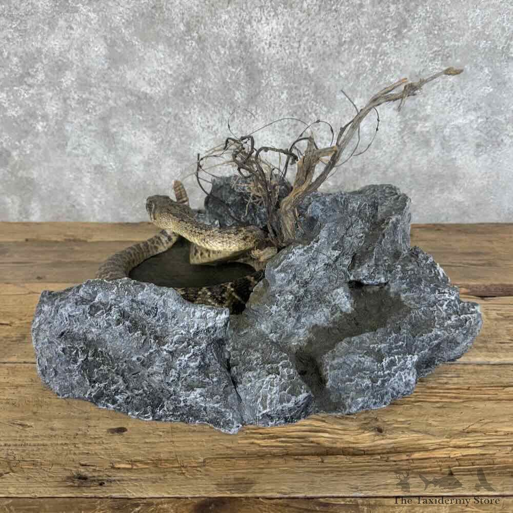 Eastern Diamondback Rattlesnake Mount For Sale #31125 @ The Taxidermy Store