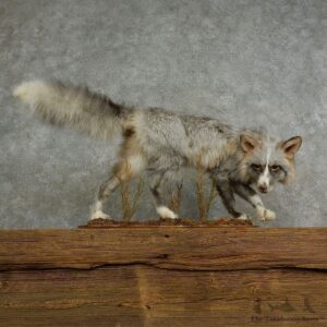 Perlitena Fox Life-Size Mount For Sale #17043 @ The Taxidermy Store