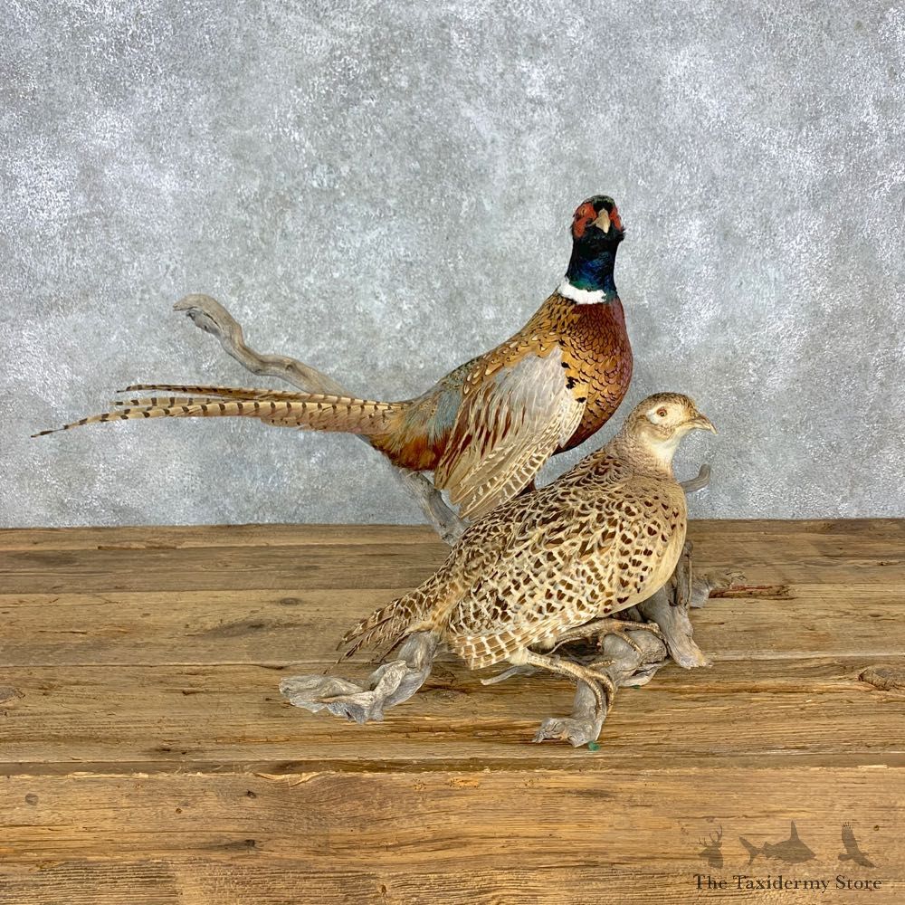Ringneck Pheasant Pair Bird Mount For Sale #23306 @ The Taxidermy Store