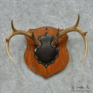 Whitetail Deer Antlers Plaque Taxidermy Mount #13108 For Sale @ The Taxidermy Store