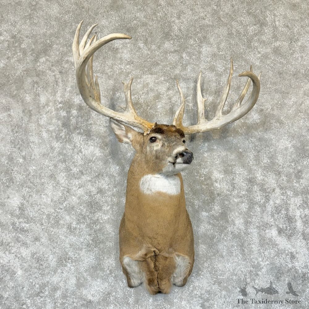 Whitetail Deer Shoulder Mount For Sale #29177 @ The Taxidermy Store