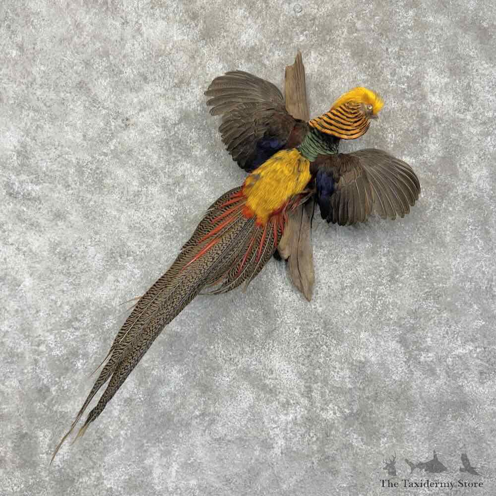 Red Golden Pheasant Bird Mount For Sale #31698 @ The Taxidermy Store